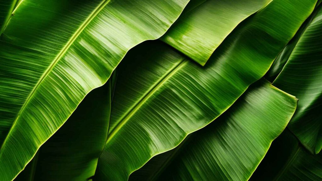 Banana Leaves in Hinduism: Sacred Rituals, Temple Offerings & Spiritual Symbolism 2 Banana Leaves in Daily Devotion and Culinary Practices